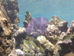 used a compact mini sealife camera by Steve Sutton 